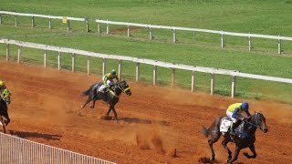 Corrida de Cavalo  Jockey Club Pontagrossense [upl. by Eisnyl]