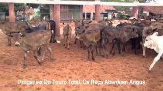 ARAUCÁRIA GENÉTICA BOVINA  PROGÊNIES COM 45 DIAS DO TOURO TOTAL DA RAÇA ABERDEEN ANGUS [upl. by Jamey]