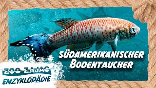 Südamerikanischer Bodentaucher  FISCHENZYKLOPÄDIE  Zoo Zajac [upl. by Esiuolyram631]