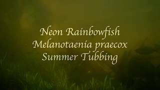 Neon Rainbowfish Melanotaenia praecox Summer Tubbing [upl. by Hilaria]