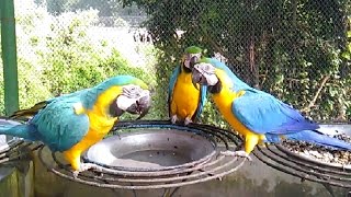 Hilarious Macaw Talking Parrot Singing Dancing and playing Macaw Parrot [upl. by Yadrahc]