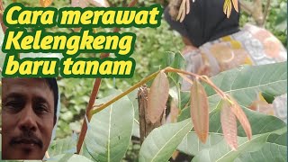 Cara Merawat Tanaman Kelengkeng Baru Tanam [upl. by Enineg]