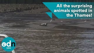 All the surprising animals spotted in the River Thames [upl. by Salis50]