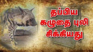 Vandalur zoo team captures Kazhutha Puli Hyena [upl. by Suirtimed]