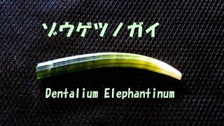 ゾウゲツノガイ 貝類動画図鑑 Dentalium elephantinum [upl. by Nnylylloh]