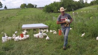 How Have the Cornish Cross Chickens Performed in a Free Range Environment  You Maybe Surprised [upl. by Llerod]