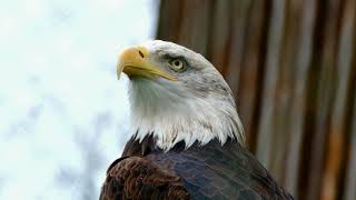 Eagle Adler HD Stock Video  Free stock footage  Free HD Videos  No Copyright  Free Stock Videos [upl. by Soph]