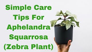 Unveiling the Beauty of Aphelandra Squarrosa Zebra Plant A Comprehensive Care Guide [upl. by Aillimat]