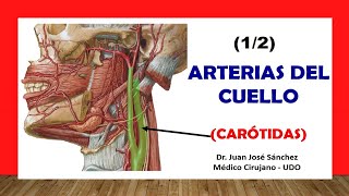 🥇 ARTERIA CARÓTIDA Y SUS RAMAS ¡Fácil y Sencillo [upl. by Gildea202]