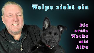 Welpe zieht ein  Die erste Woche mit Alba [upl. by Packer]