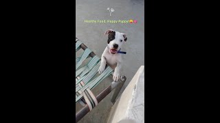 How To Give Drools Starter Food To Two Months Old Puppypitbull shorts dog viral viralvideo [upl. by Pax]