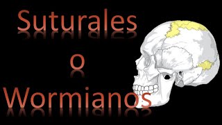 🦴 Huesos Suturales o Wormianos Neurocráneo  Cráneo y cara  Anatomía [upl. by Ramor879]