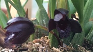 Black Orchid Flowers Black Maxillaria schunkeana Orchid tips to bloom [upl. by Ytisahcal568]