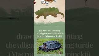 Drawing the alligator snapping turtle Macrochelys temminckii drawinganimal art drawing [upl. by Pouncey91]