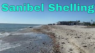 Shelling On Sanibel Island 2023  West Wind Inn Tulip Shells Pen Shell [upl. by Kareem819]