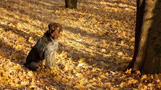 How to Bond with Your German Wirehaired Pointer [upl. by Leunammi272]