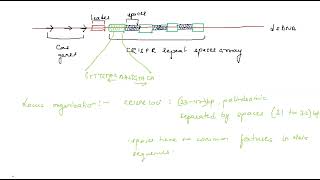 Unlocking Genetic Potential A Comprehensive Overview of CRISPRCas Technology [upl. by Ginder]