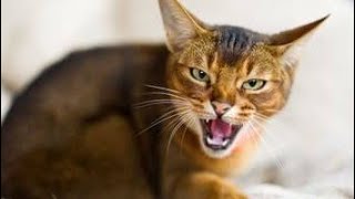 Male Cat Calling Female  Male Cat In Heat Sounds  Male Cat Mating Call  Cat Heat Sound [upl. by Bandler]