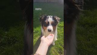 One of Spooners faves 🥰🧊 icecube asmr crunchy australianshepherd [upl. by Henry323]