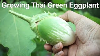 How To Grow Green Eggplant  Green Brinjal  Thai Eggplant Growing [upl. by Derward]