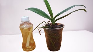 Just 1ml of this your orchid will be strong with so many roots and leaves [upl. by Enobe]