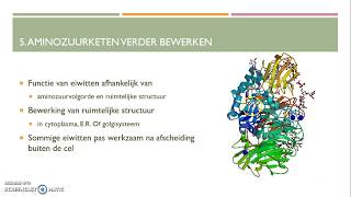 Transcriptie translatie en eiwitsynthese van RNA naar eiwit HAVO [upl. by Ellerd]