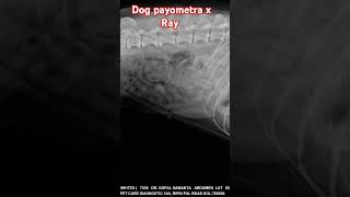 Dog payometra x Ray immage automobile indiandog viral [upl. by Ttihw203]