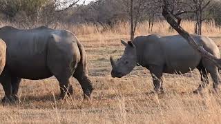 Rhinoceros Mabula game Reserve [upl. by Blatman]