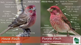 ID Tips Purple Finch vs House Finch [upl. by Ahtrim]