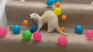 Ferret Excitedly Chases Balls Thrown Down the Stairs by Owner  1135541 [upl. by Suriaj]