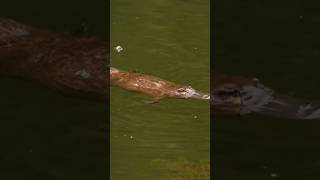 The Platypus  Natures Quirky Mashup Mammal with the Beak of a Bird [upl. by Adnuhsed]