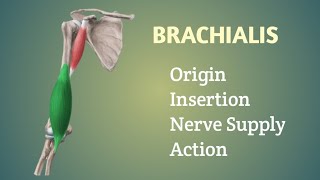 Brachialis Muscle  Origin  Insertion  Nerve supply  Action  by Physiotrav [upl. by Tumer424]