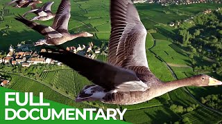 Birds of Passage  A Secret Journey Through the Skies  Free Documentary Nature [upl. by Lavine445]