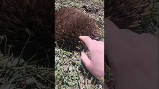 ECHIDNA SIGHTING wildlife [upl. by Liberati882]