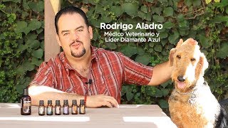 Rodrigo Aladro Médico Veterinario y Líder Diamante Azul nos habla de aceites y mascotas [upl. by Aiasi]