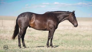 Frank Lee Ima King selling in the Cowgirl Cadillac Sale in Sheridan WY [upl. by Wattenberg587]