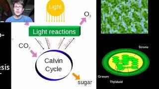 Photosynthesis and Respiration [upl. by Navek127]