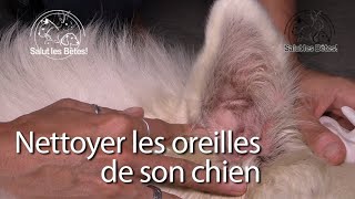 Bêtes comme tout  nettoyer les oreilles de son chien [upl. by Anehc540]