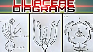 How to draw LILIACEAE Diagrams useful for practical exams [upl. by Kcirded]