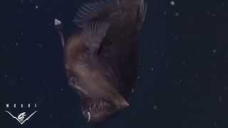 The anglerfish  La baudroie des abysses [upl. by Haidebej]