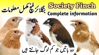 Bengalese Society Finch Breeding Tips  Bengalese Society Finch Male Female  Society Finch Singing [upl. by Dyolf733]