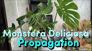 MONSTERA DELICIOSA PROPAGATION [upl. by Hoffmann824]