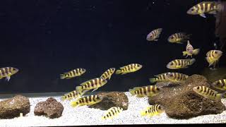 Wild Neolamprologus Sexfasciatus Gold [upl. by Alon]