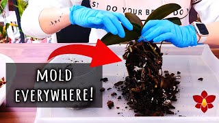 What happens when you DONT repot your Orchid 😱 Orchid Care for Beginners [upl. by Boutis136]