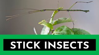 2 minutes with the stick insects  epistemia [upl. by Haleehs]