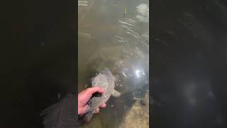 Короп поплив в рідну стихію fishing floatfishing carp catchandrelease nature [upl. by Mordy]