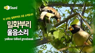 밀화부리 울음소리 yellowbilled grosbeak song [upl. by Asile839]