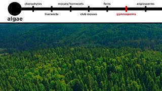 Gymnosperms LongDistance Pollination [upl. by Yanal]