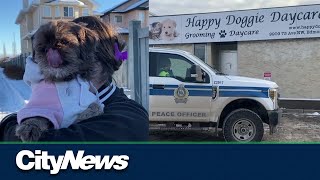 Former client of Happy Doggie Daycare speaks out [upl. by Elizabeth]