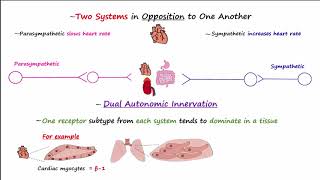 Autonomic Nervous System [upl. by Wernher]